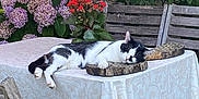 Gatsby participe au concours pour gagner de l'argent avec cette photo : cat, sleeping, table, tablecloth, wood, wooden_chair, flowers, plants, garden, outdoor, greenery, nature, relaxation, black_and_white, pet, resting, wood_log, bench, leaves, peaceful