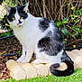 Gatsby a rejoint le concours — aidez-le/la à gagner de superbes lots ! cat, black_and_white, outdoor, grass, stone, greenery, leaves, twigs, animal, pet, nature, feline, sitting, fur, tail, whiskers, eyes, closeup, daylight, calm