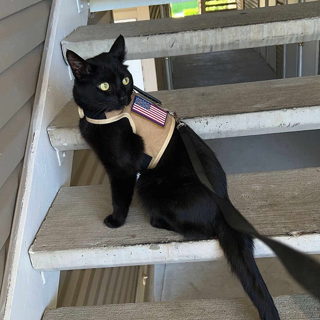 Toothless is registered to the contest to win money with this photo: accessories, animal, architecture, blackcat, building, cat, handrail, house, housing, kitten, leash, manx, outdoors, pet, porch, shelter, slate, staircase, strap, wood