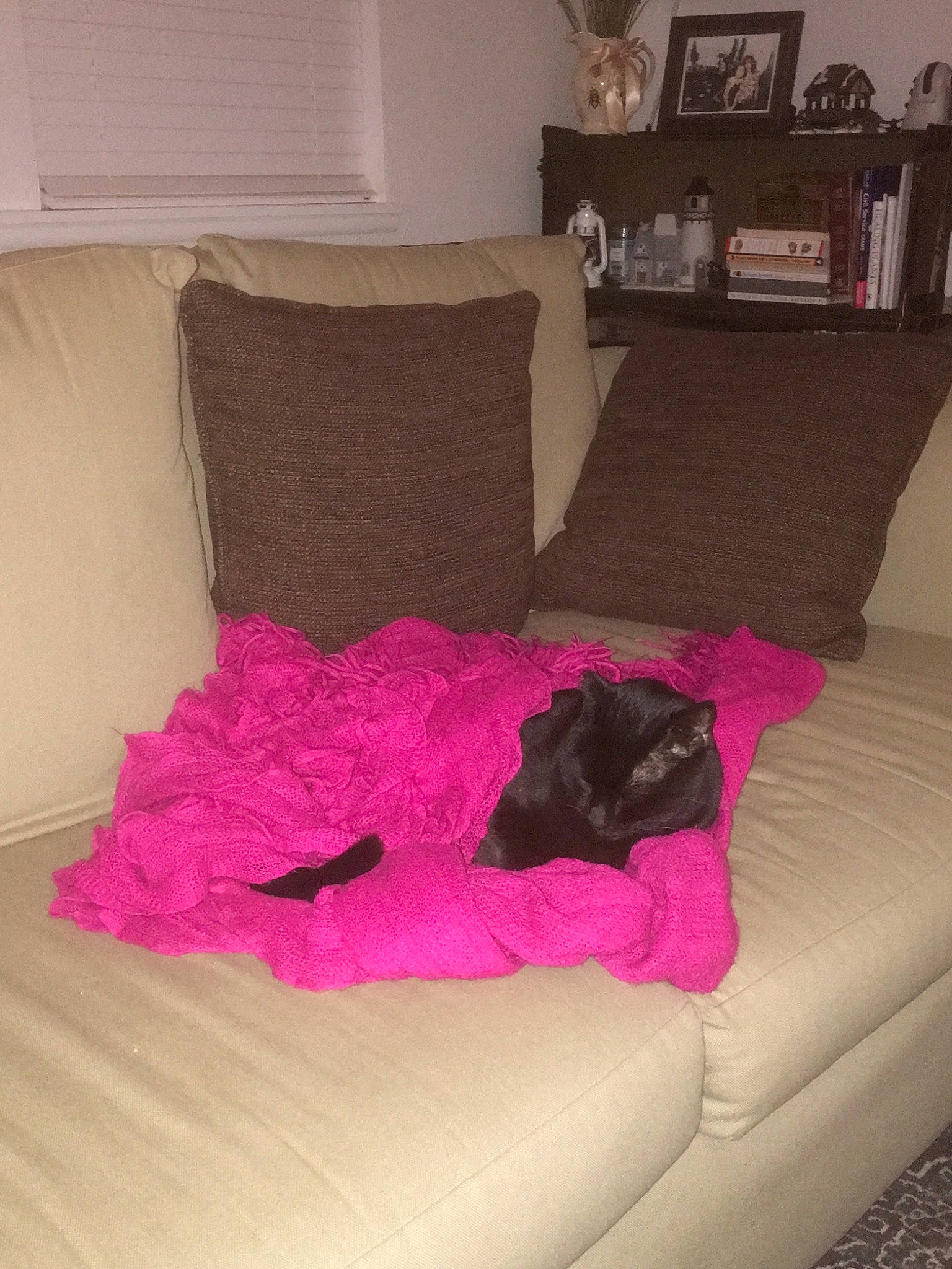 Chaz joined the competition — help win amazing prizes! bed_frame, brown, carnivore, comfort, couch, dog, floor, flooring, furniture, grey, hardwood, interior_design, linens, living_room, pink, purple, studio_couch, textile, tints_and_shades, wood