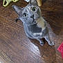 Luna is registered to the contest to win money with this photo: cat, gray_cat, white_patch, wooden_floor, flooring, domestic_cat, pet, animal, curious, looking_up, whiskers, ears, table_leg, indoor, household, feline, fur, sitting, closeup, eye_contact