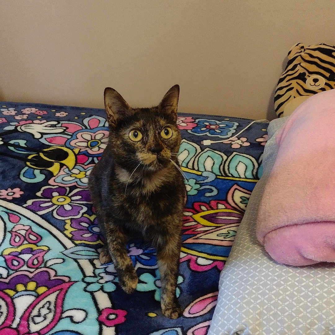 Nala