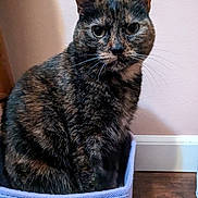 Nala is registered to the contest to win money with this photo: cat, tortoiseshell, pet, feline, sitting, purple_box, indoor, wooden_floor, wall, whiskers, ears, fur, portrait, looking_at_camera, close_up, domestic_animal, cute, animal, box, household
