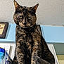 Nala joined the competition — help win amazing prizes! cat, tortoiseshell, feline, pet, indoor, animal, looking_down, serious_expression, fur, whiskers, ears, face, eyes, ceiling, wall, picture_frame, water_bottle_pack, sitting, close_up, household