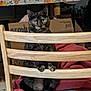 Nala joined the competition — help win amazing prizes! cat, tortoiseshell, chair, wooden, blanket, cardboard_box, tablecloth, floral_pattern, indoor, pet, animal, curious, feline, sitting, paws, eyes, fur, cozy, home, furniture