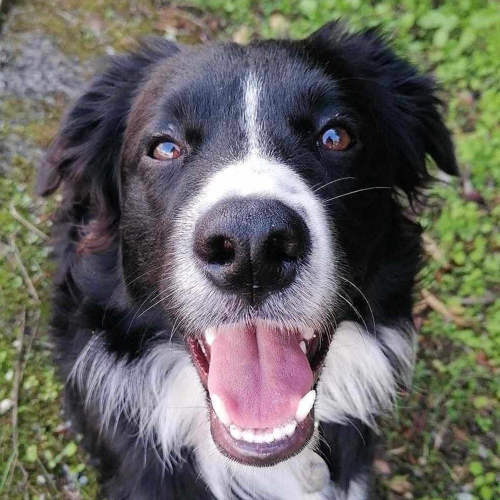 Loki a rejoint le concours — aidez-le/la à gagner de superbes lots ! animal, ball, bodypart, canine, collie, dog, face, grass, head, husky, mouth, person, pet, plant, puppy, sport, teeth, tennis, tennisball, vegetation