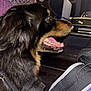dog, black_fur, brown_fur, pet, side_profile, open_mouth, seat, purple_seat, travel, public_transport, backpack, indoor, animal, happy, panting, collar, leash, close_up, canine, companion