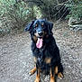 dog, animal, pet, outdoor, forest, trail, nature, happy, tongue, sitting, fur, black, brown, collar, leafy, path, trees, canine, mammal, adventure