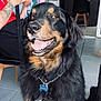 dog, smiling, indoor, person, tattoos, phone, happy, fur, collar, name_tag, birthday, banner, chair, floor, black_fur, brown_fur, seated, tail, household, celebration
