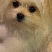 Lola is registered to the contest to win money with this photo: dog, fluffy, white_fur, pet, carpet, cute, animal, indoor, close_up, small_dog, furry, companion, domestic_animal, resting, adorable, portrait, looking, soft_light, cute_pet, friendly