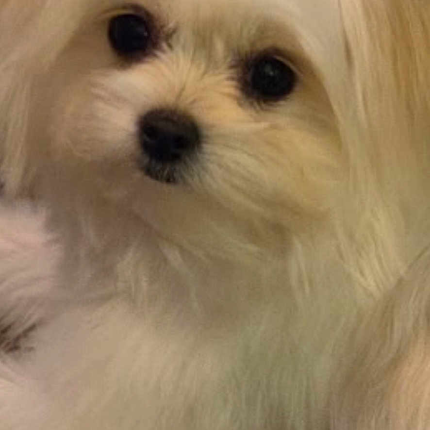 Lola