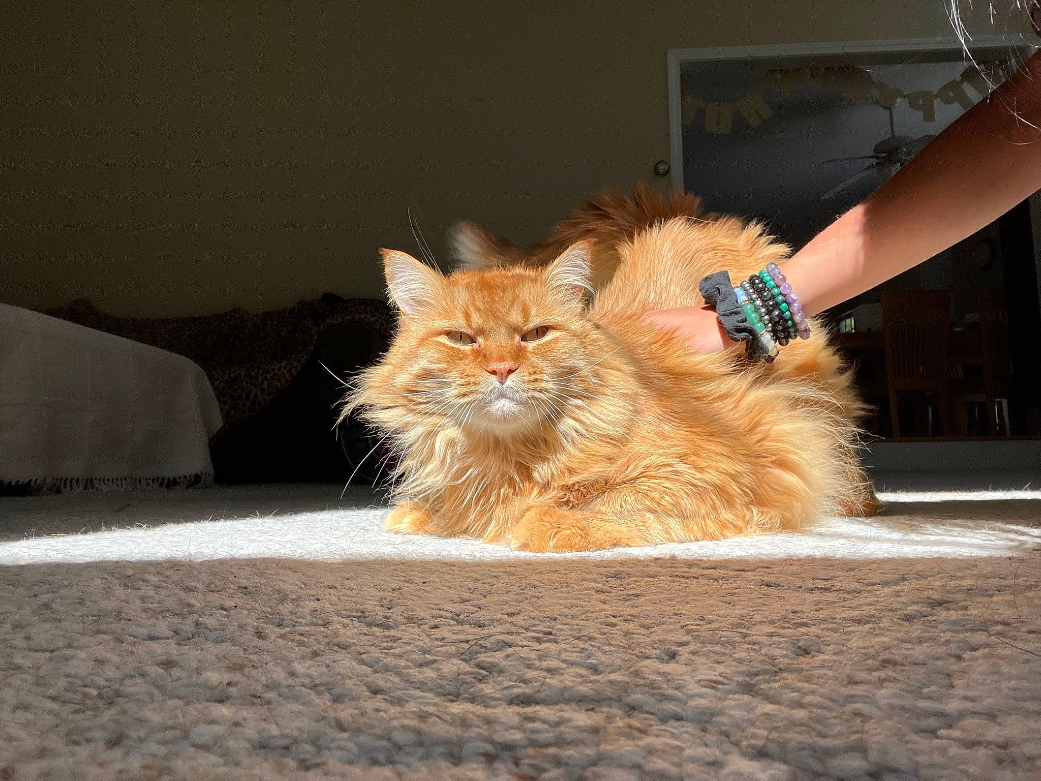 Gino is registered to the contest to win money with this photo: bed, carnivore, cat, chair, claw, comfort, domestic_short_haired_cat, fawn, felidae, fur, human_leg, paw, road_surface, sitting, small_to_medium_sized_cats, snout, tail, terrestrial_animal, whiskers, wood