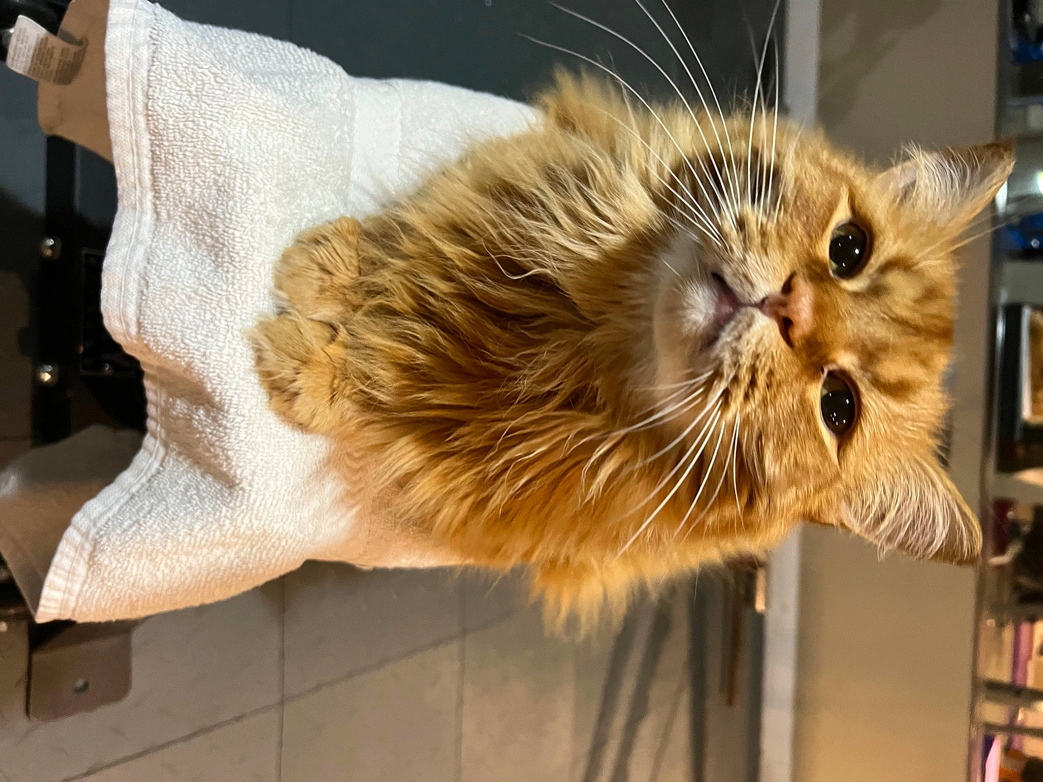 Gino joined the competition — help win amazing prizes! british_longhair, carnivore, cat, claw, comfort, domestic_short_haired_cat, fawn, felidae, fur, plant, small_to_medium_sized_cats, snout, terrestrial_animal, whiskers