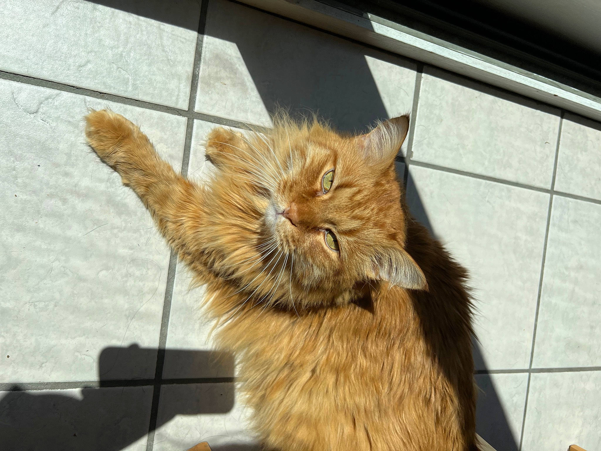 Gino is registered to the contest to win money with this photo: canidae, carnivore, cat, claw, domestic_short_haired_cat, fawn, felidae, fur, metal, paw, small_to_medium_sized_cats, snout, tail, terrestrial_animal, whiskers, window, winter, wood