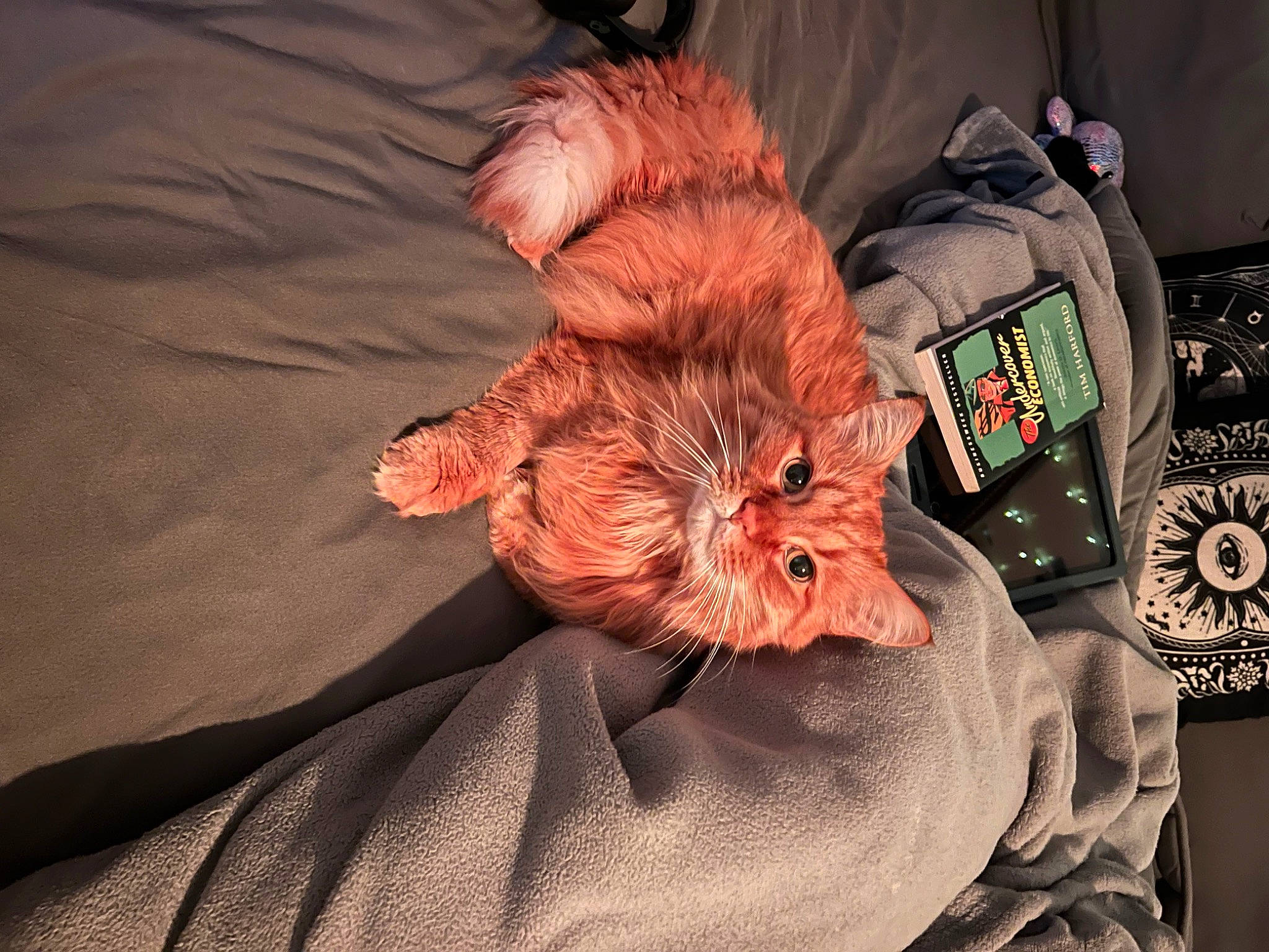 Gino joined the competition — help win amazing prizes! bag, comfort, companion_dog, dog_breed, fawn, felidae, flesh, fur, linens, liver, orange, peach, personal_protective_equipment, sleeve, small_to_medium_sized_cats, sporting_group, stuffed_toy, toy_dog, whiskers, wrinkle