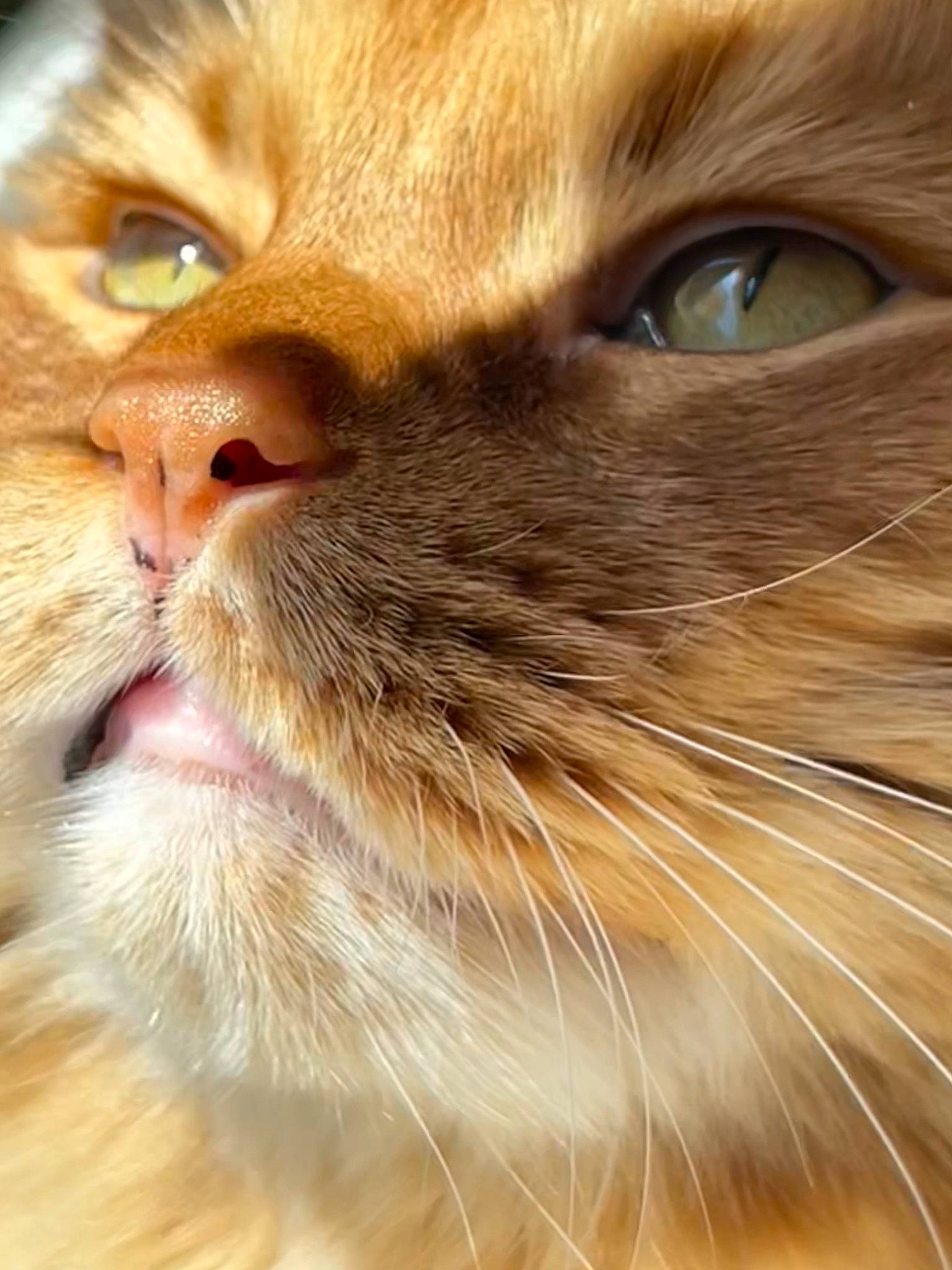 Gino joined the competition — help win amazing prizes! brown, carnivore, cat, domestic_short_haired_cat, ear, eye, fawn, felidae, fur, iris, small_to_medium_sized_cats, snout, whiskers