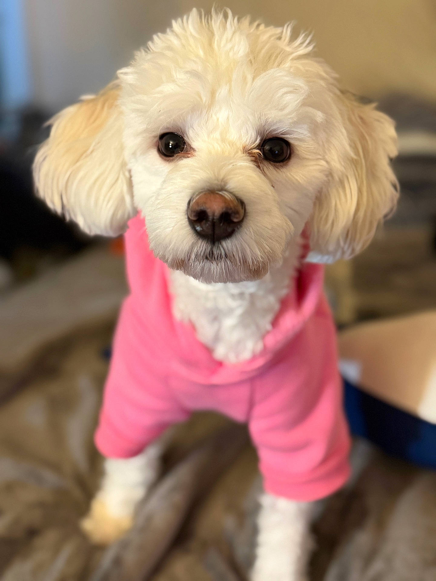 Support Rosie in Dog Photo Contest - Cash