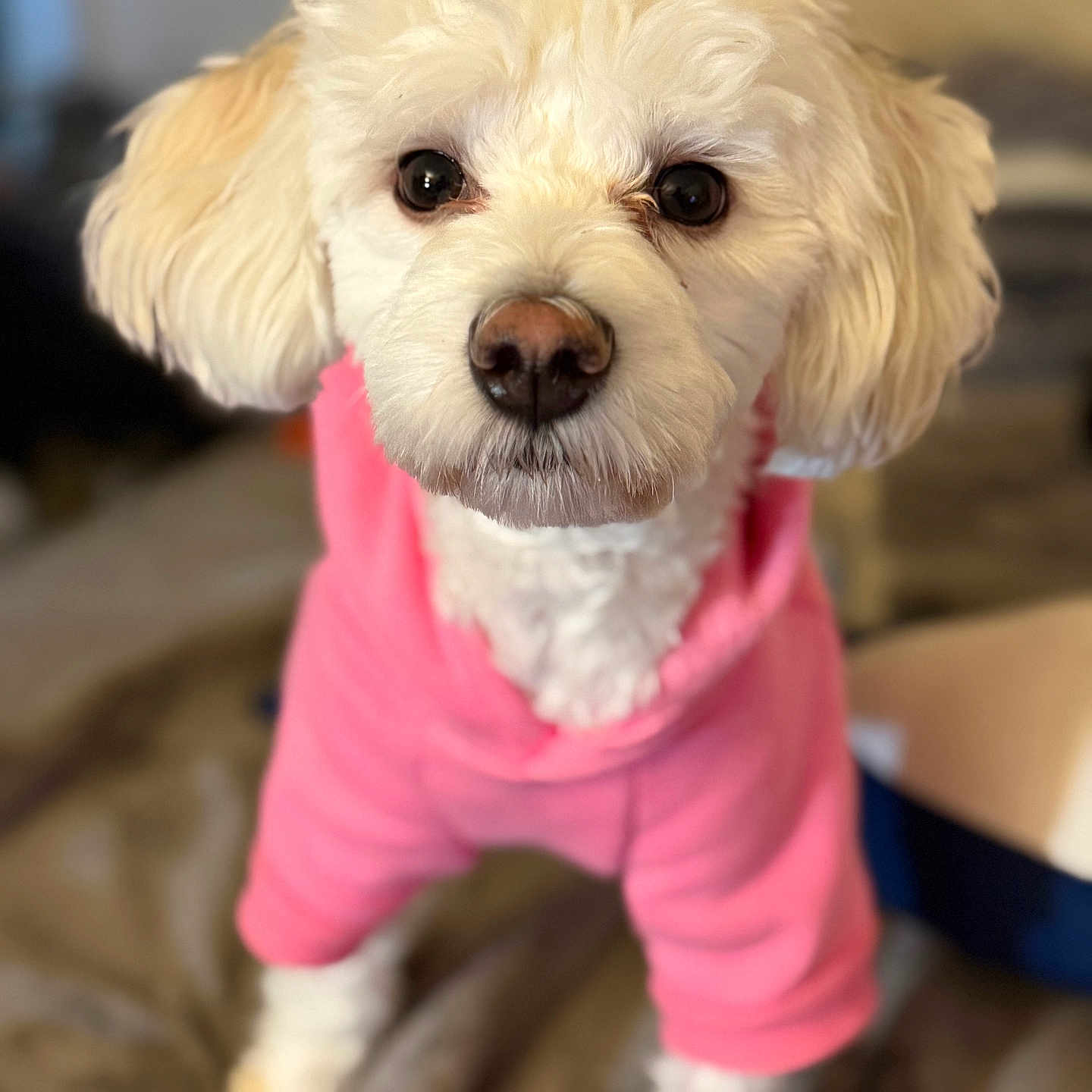 Rosie