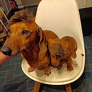 Figuaro participe au concours pour gagner de l'argent avec cette photo : dog, dachshund, pet, animal, chair, indoor, fur, brown, cute, puppy, canine, domestic_animal, two_dogs, floor, tile_floor, wooden_chair_legs, head_fur, playful, household, companion