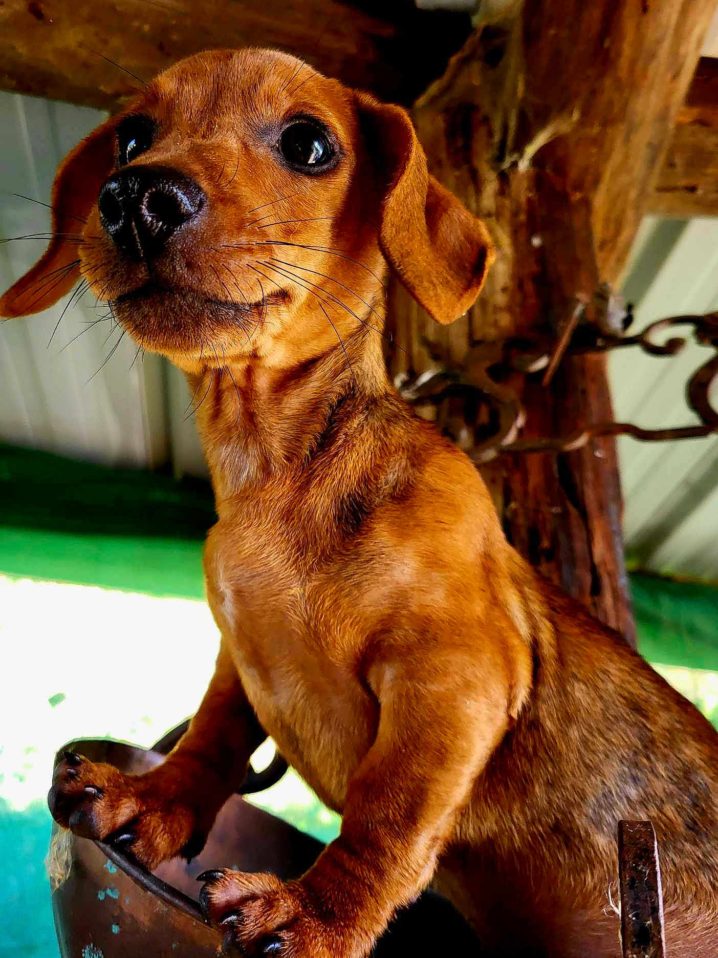 Fillot a rejoint le concours — aidez-le/la à gagner de superbes lots ! puppy, dog, brown, close_up, animal, pet, curious, wood, bucket, indoors, ears, paw, snout, fur, cute, young, portrait, whiskers, expression, background