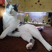 Pinceaux Yionyion a rejoint le concours — aidez-le/la à gagner de superbes lots ! animal, aquarium, brown_surface, cat, cozy, decorations, feline, fish, fish_tank, gray_cat, home, indoor, lounging, paw, pet, relaxed, sleepy, tail, wallpaper, white_cat