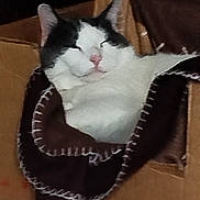 Pinceaux Yionyion participe au concours pour gagner de l'argent avec cette photo : animal, black, blanket, cardboard_box, cat, comfort, cozy, cute, domestic_animal, feline, fur, indoor, peaceful, pet, pink_nose, relaxing, resting, sleeping, soft, white