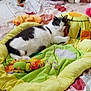 animal, bed, blanket, cat, colorful, comfort, cozy, cushion, cute, domestic, feline, indoor, pet, play_mat, plush, relaxation, resting, sleeping, soft, toy