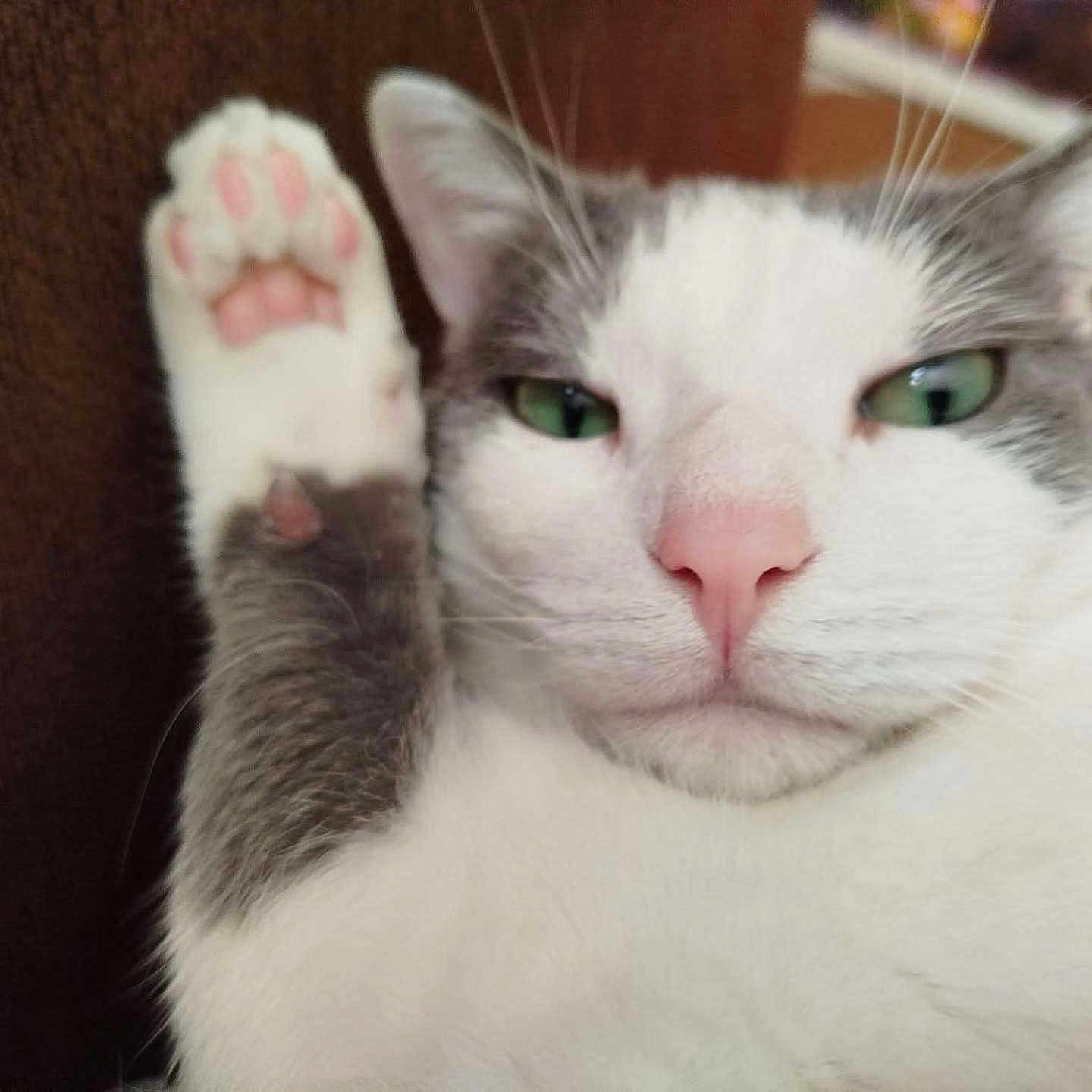 Pinceaux Yionyion participe au concours pour gagner de l'argent avec cette photo : animal, cat, close_up, cute, ears, expression, feline, fur, gray_and_white, green_eyes, indoor, mammal, nose, paw, pet, pink_paw_pads, portrait, raised_paw, relaxed, whiskers