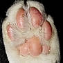 animal, animal_limb, black_background, cat, claw, close_up, cute, detail, feline, fur, isolated, macro, mammal, paw, paw_pads, pet, pink, soft, texture, white_fur