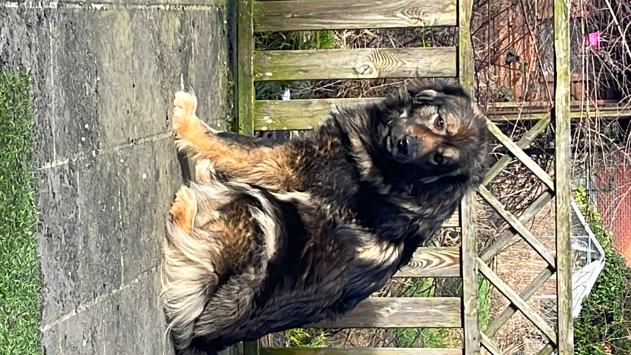 Tina a rejoint le concours — aidez-le/la à gagner de superbes lots ! canidae, carnivore, dog_breed, felidae, fence, fur, grass, liver, livestock, natural_material, plant, snout, sporting_group, tail, terrestrial_animal, trunk, wildlife, wood, working_animal