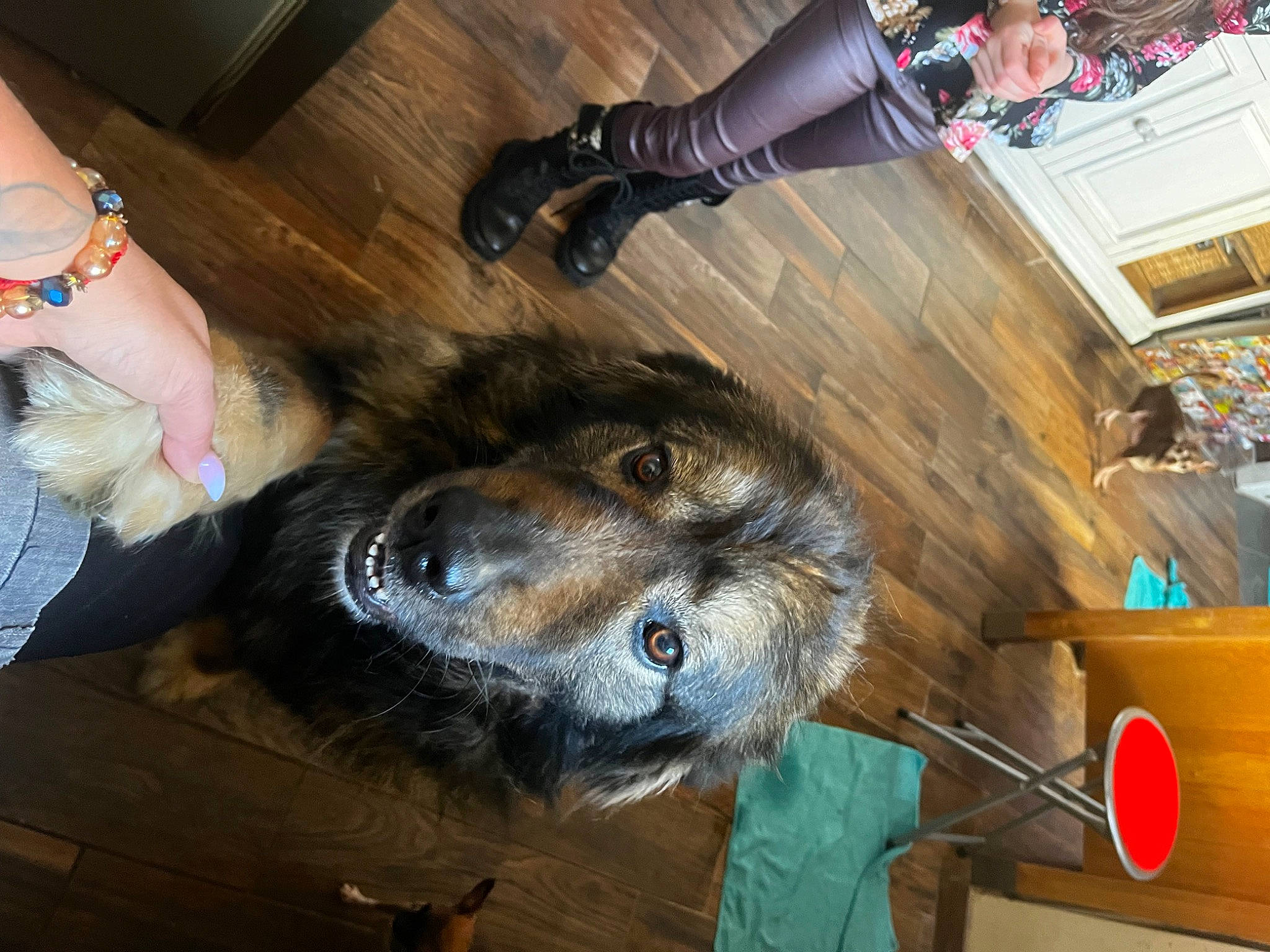 Tina participe au concours pour gagner de l'argent avec cette photo : canidae, carnivore, companion_dog, dog, dog_breed, flooring, foot, fun, fur, hardwood, lap, nail, sporting_group, wood, working_animal