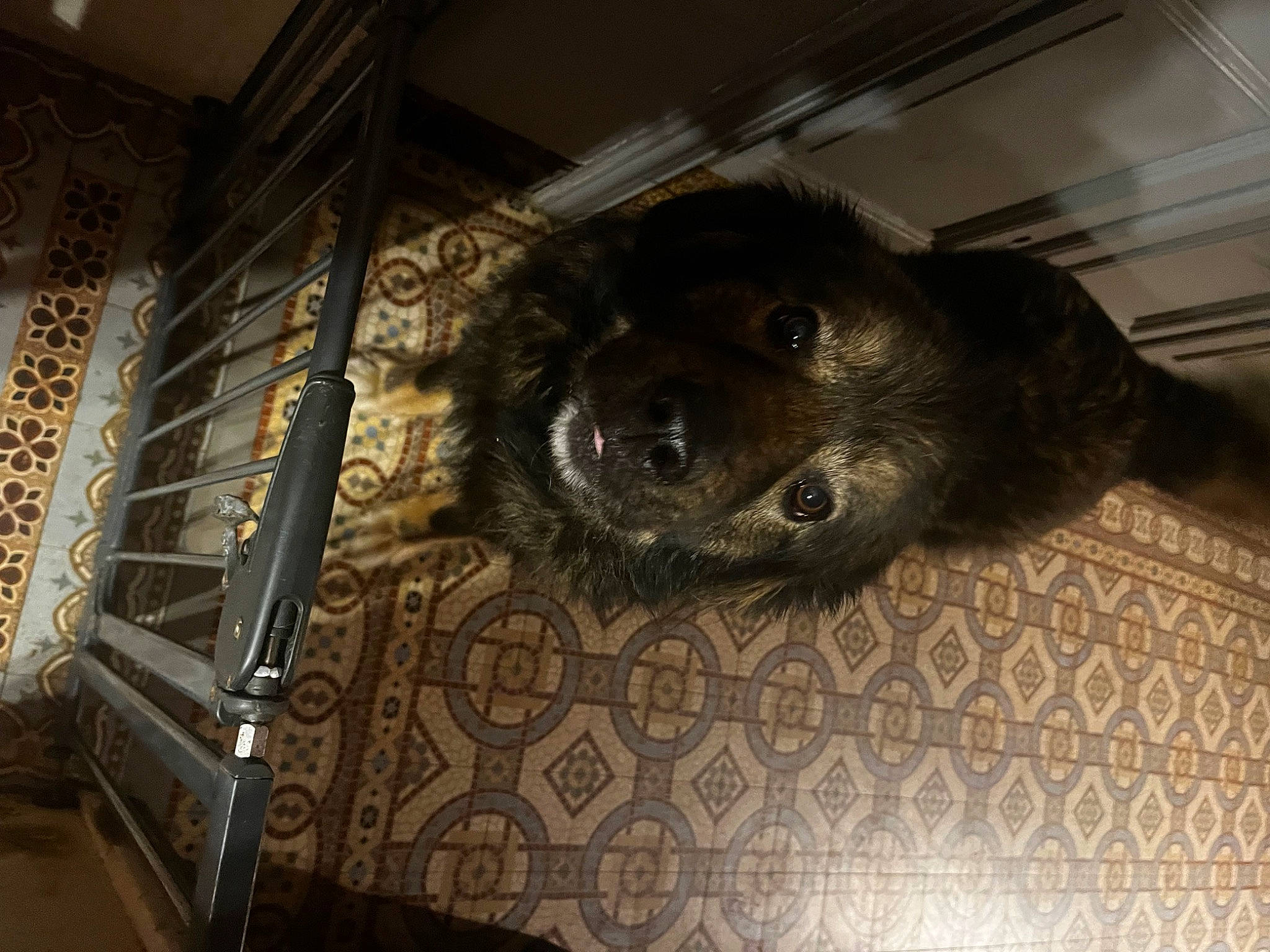 Tina participe au concours pour gagner de l'argent avec cette photo : borador, canidae, carnivore, ceiling, comfort, companion_dog, dog, dog_breed, flooring, fur, liver, metal, paw, puppy, snout, sporting_group, terrestrial_animal, whiskers, wood, working_animal