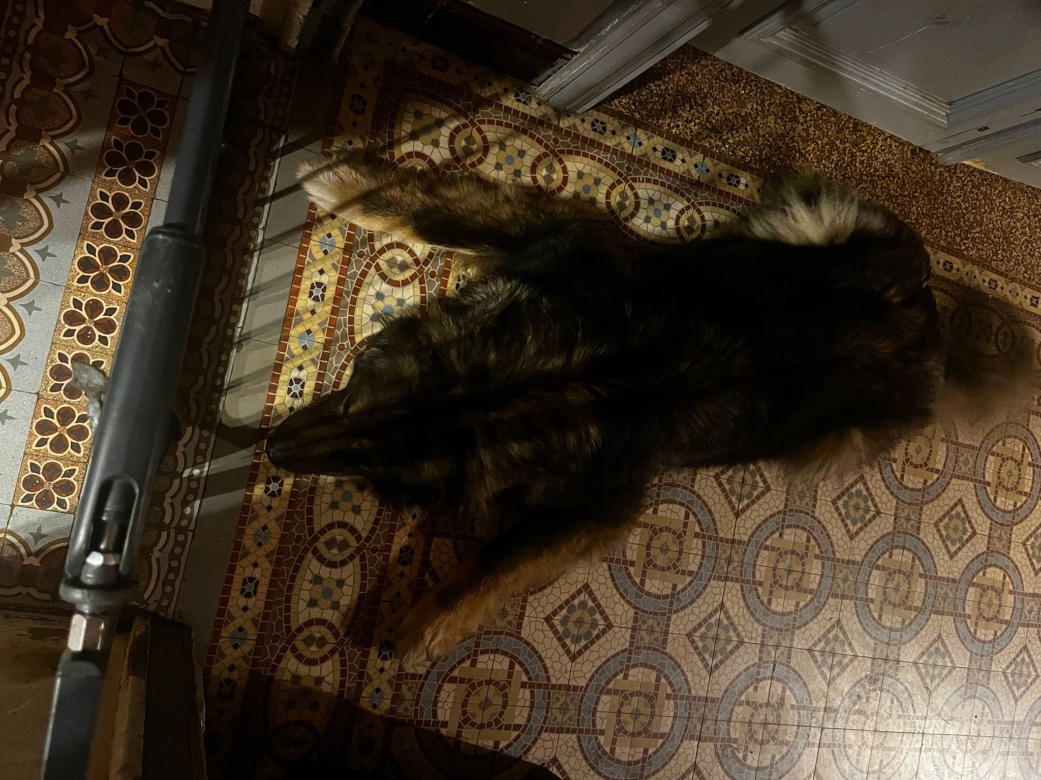 Tina participe au concours pour gagner de l'argent avec cette photo : black_cat, carnivore, carpet, cat, comfort, dog_breed, domestic_short_haired_cat, felidae, flooring, fur, hardwood, pattern, room, shadow, small_to_medium_sized_cats, tail, terrestrial_animal, tints_and_shades, whiskers, wood