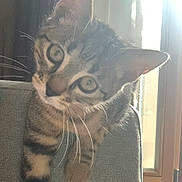 Nala a rejoint le concours — aidez-le/la à gagner de superbes lots ! animal, cat, closeup, couch, curious, domestic, ears, feline, fur, head_tilt, home, indoor, pet, playful, soft_light, striped, sunlight, tabby, whiskers, window