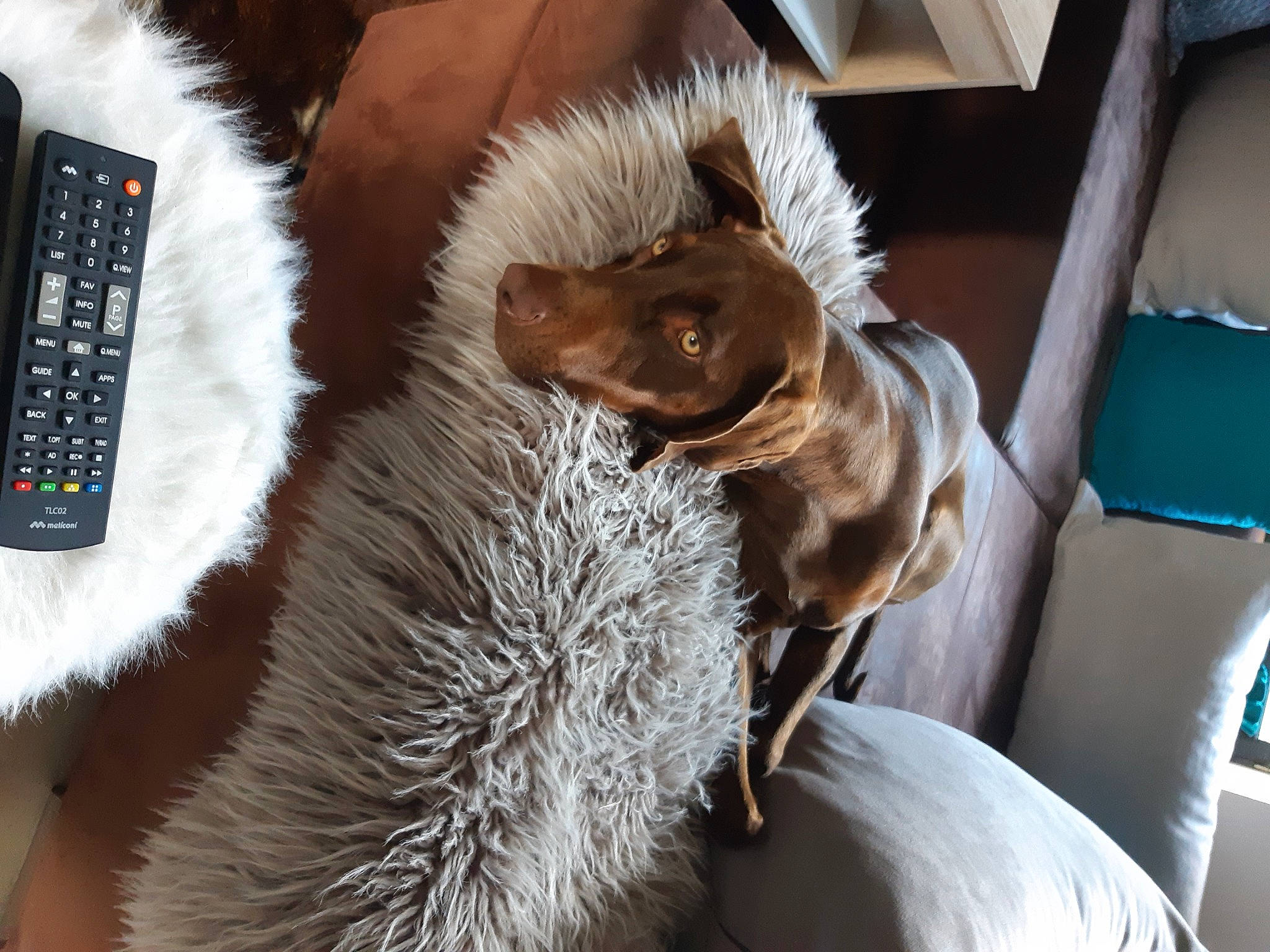 Rocky participe au concours pour gagner de l'argent avec cette photo : carnivore, comfort, communication_device, companion_dog, dog, dog_breed, fawn, felidae, fur, gadget, liver, office_equipment, portable_communications_device, snout, sporting_group, tail, telephone, telephony, whiskers, working_animal