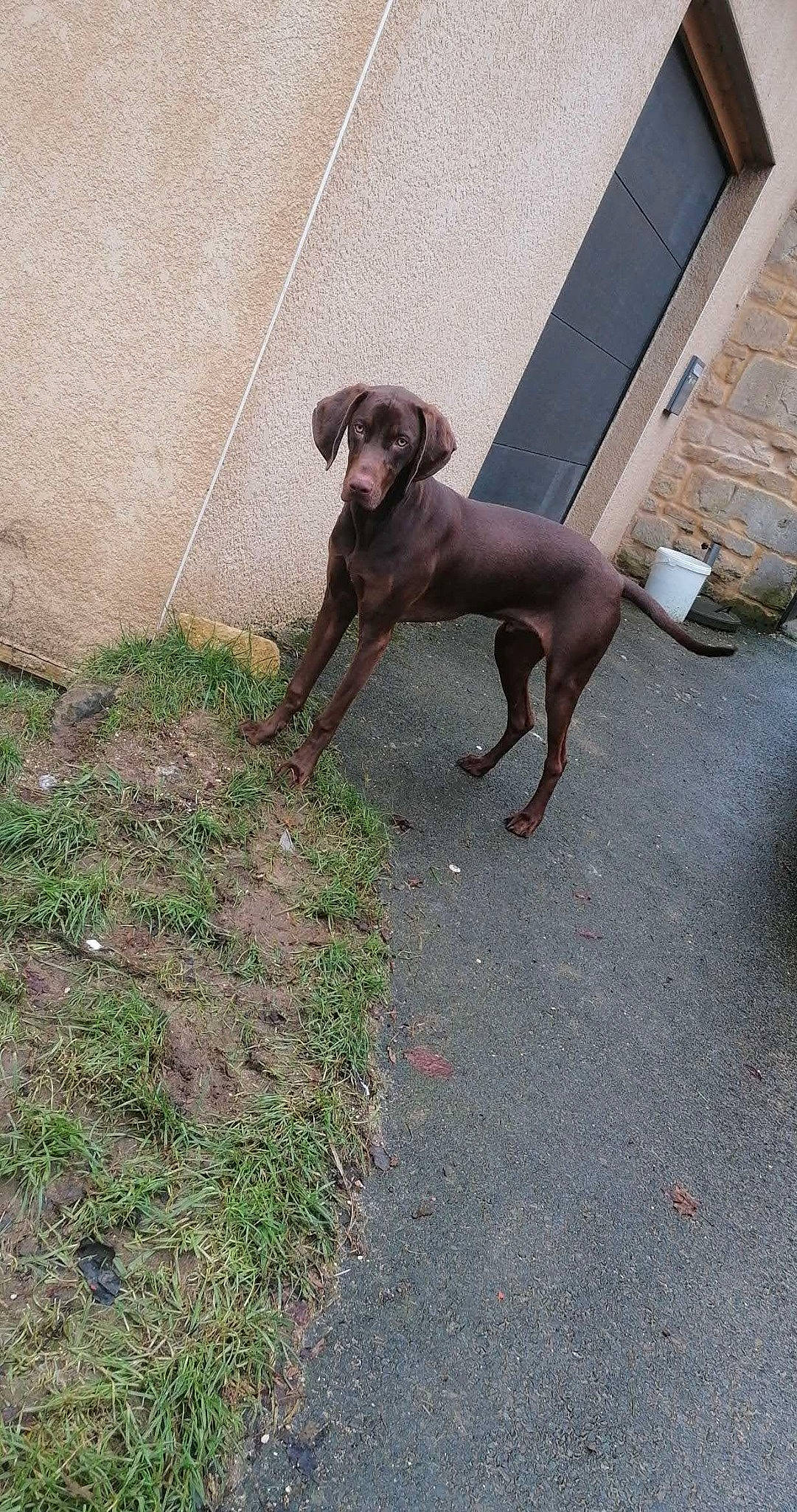 Rocky a rejoint le concours — aidez-le/la à gagner de superbes lots ! art, canidae, carnivore, collar, companion_dog, dog, dog_breed, dog_collar, fawn, grass, gun_dog, leash, liver, pet_supply, road_surface, sidewalk, snout, soil, tail, working_animal