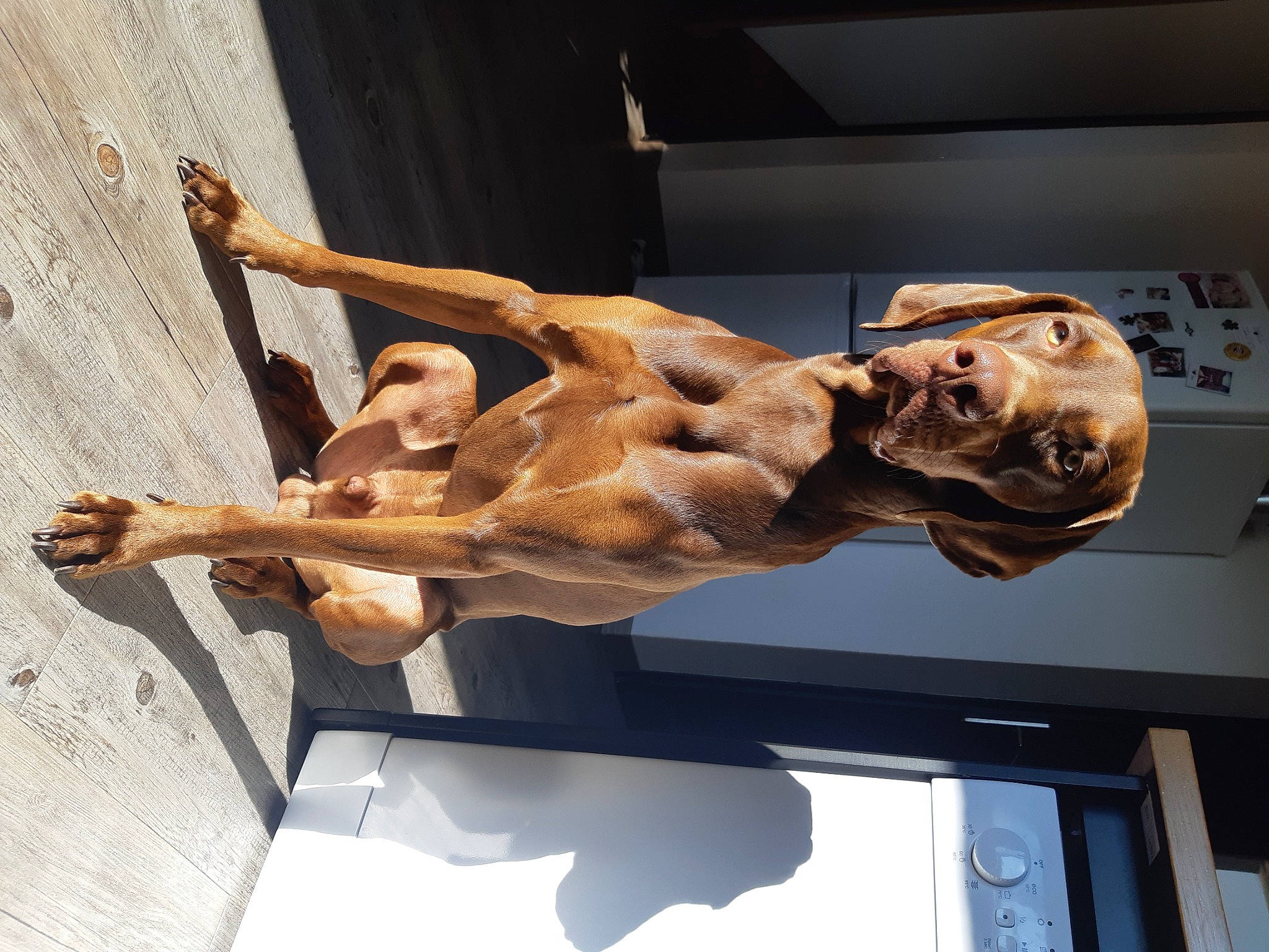 Rocky a rejoint le concours — aidez-le/la à gagner de superbes lots ! art, artifact, balance, bronze, bronze_sculpture, carving, classical_sculpture, cross, elbow, gargoyle, gesture, jaw, metal, religious_item, sculpture, skeleton, skull, statue, visual_arts, wood