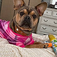 Sayler Grace is registered to the contest to win money with this photo: dog, pet, bed, plaid_shirt, pink, toy, bedspread, brown_dog, indoor, furniture, dresser, collar, cute, ears, canine, relaxed, cozy, portrait, animal, resting