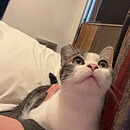 Ryder joined the competition — help win amazing prizes! animal, arm, bedroom, cat, companion, cozy, curious, domestic, fur, gray, hat, indoor, looking_up, person, pet, pillow, relaxed, wall, whiskers, white