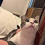 animal, arm, bedroom, cat, companion, cozy, curious, domestic, fur, gray, hat, indoor, looking_up, person, pet, pillow, relaxed, wall, whiskers, white