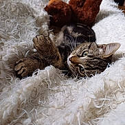 Spoon participe au concours pour gagner de l'argent avec cette photo : abyssinian, animal, blanket, cat, clothing, couch, electronics, furniture, hardware, hardwood, kitten, manx, person, pet, plush, quilt, sleeping, teddybear, toy, wood