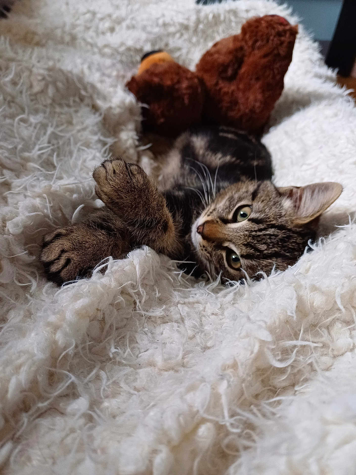 Spoon participe au concours pour gagner de l'argent avec cette photo : abyssinian, animal, blanket, cat, clothing, couch, electronics, furniture, hardware, hardwood, kitten, manx, person, pet, plush, quilt, sleeping, teddybear, toy, wood