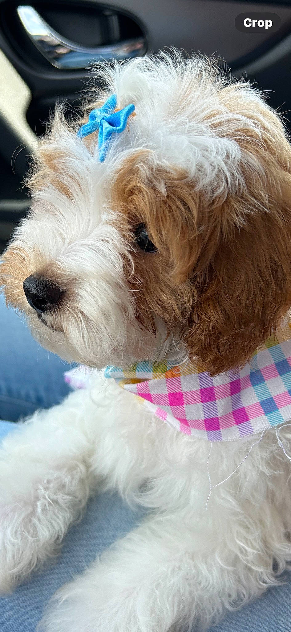 Remi is registered to the contest to win money with this photo: blue, canidae, carnivore, collar, companion_dog, dog, dog_breed, dog_collar, dog_supply, fur, labradoodle, maltepoo, puppy_love, schnauzer, small_terrier, sporting_group, terrier, toy_dog, water_dog, working_animal