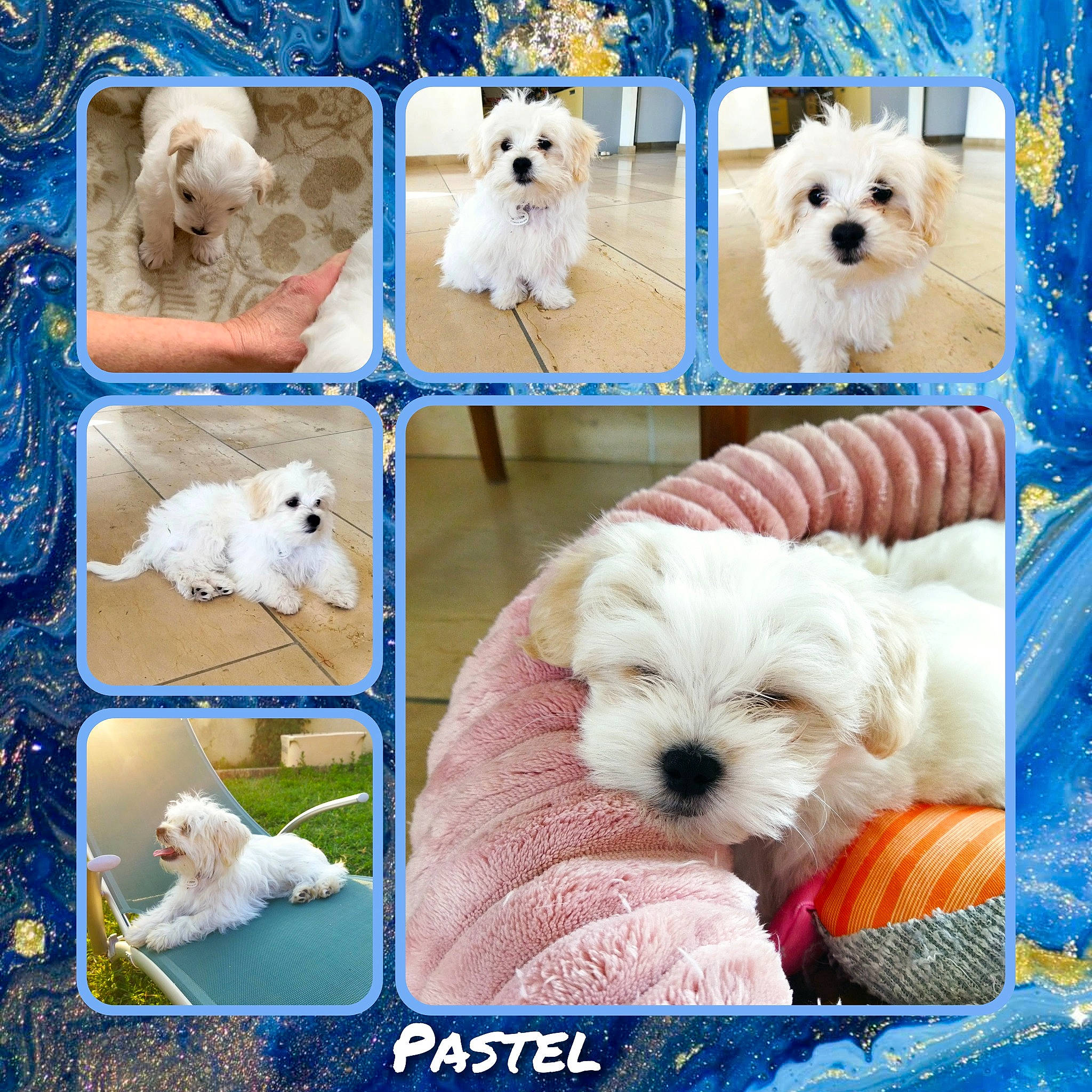 Perle Et Pastel a rejoint le concours — aidez-le/la à gagner de superbes lots ! art, blue, canidae, carnivore, collage, collar, companion_dog, dog, dog_breed, dog_supply, fawn, fur, mammal, small_terrier, snout, sporting_group, toy_dog, vertebrate, white, working_animal