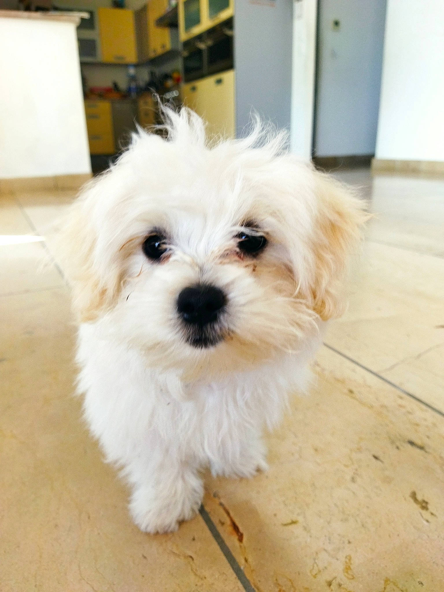 Perle Et Pastel participe au concours pour gagner de l'argent avec cette photo : canidae, carnivore, companion_dog, dog, dog_breed, dog_supply, door, flooring, fur, hardwood, mal_shi, maltepoo, puppy, shih_poo, small_terrier, snout, sporting_group, terrier, toy_dog, working_animal