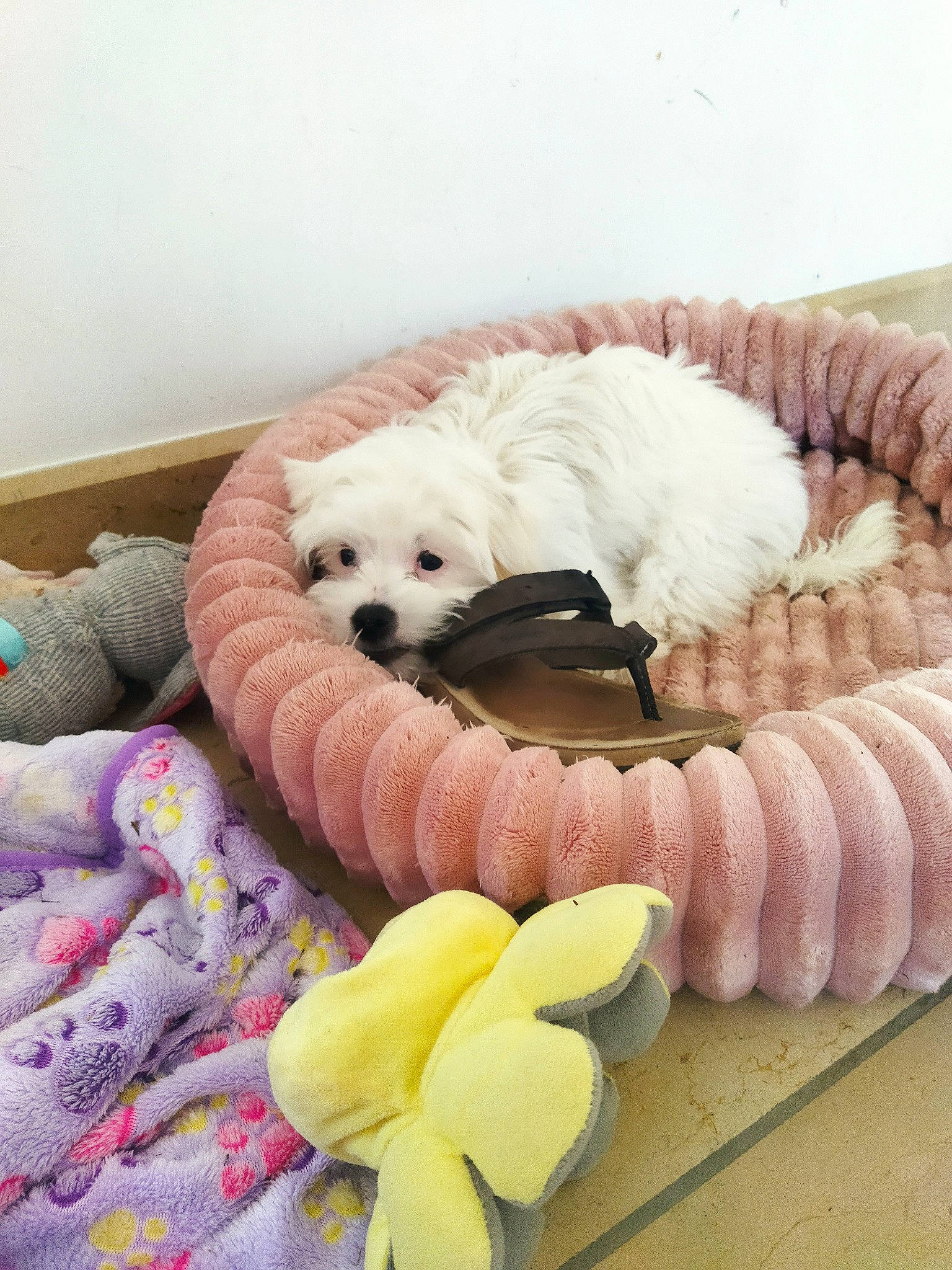 Perle Et Pastel a rejoint le concours — aidez-le/la à gagner de superbes lots ! canidae, carnivore, comfort, companion_dog, dog, dog_bed, dog_breed, dog_supply, fur, linens, magenta, non_sporting_group, petal, plant, plush, puppy, sporting_group, stuffed_toy, toy, toy_dog