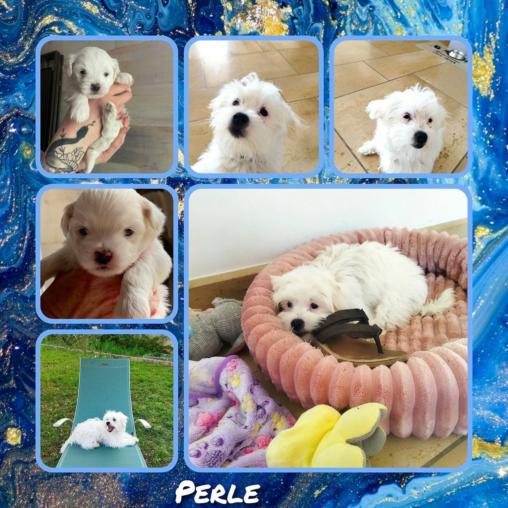 Perle Et Pastel participe au concours pour gagner de l'argent avec cette photo : blue, carnivore, collage, companion_dog, dog, dog_breed, font, fur, mammal, organism, pattern, photograph, plush, snout, stuffed_toy, textile, toy, vertebrate, white, working_animal