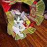 cat, play_tent, popcorn, yellow_frills, wooden_floor, curious, pet, indoor, animal, toy, collar, white, gray, ears, eyes, floor, relaxed, cute, cozy, home