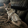 kitten, cat, pet, animal, dress, clothing, black_leather_couch, blanket, fur, cute, indoor, feline, curious, sitting, young_cat, pattern, heart_shapes, collar, home, cozy