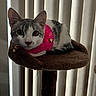cat, gray_and_white, pink_collar, heart_charm, cat_tree, perch, indoor, vertical_blinds, curious, pet, feline, fur, whiskers, ears, eyes, relaxed, domestic_animal, closeup, animal_portrait, soft_light